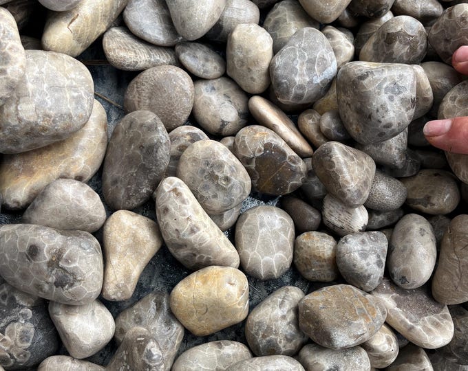 Featured listing image: Petoskey Stones (Rough) by the Bag – Slightly Sanded | 3x4” Bag