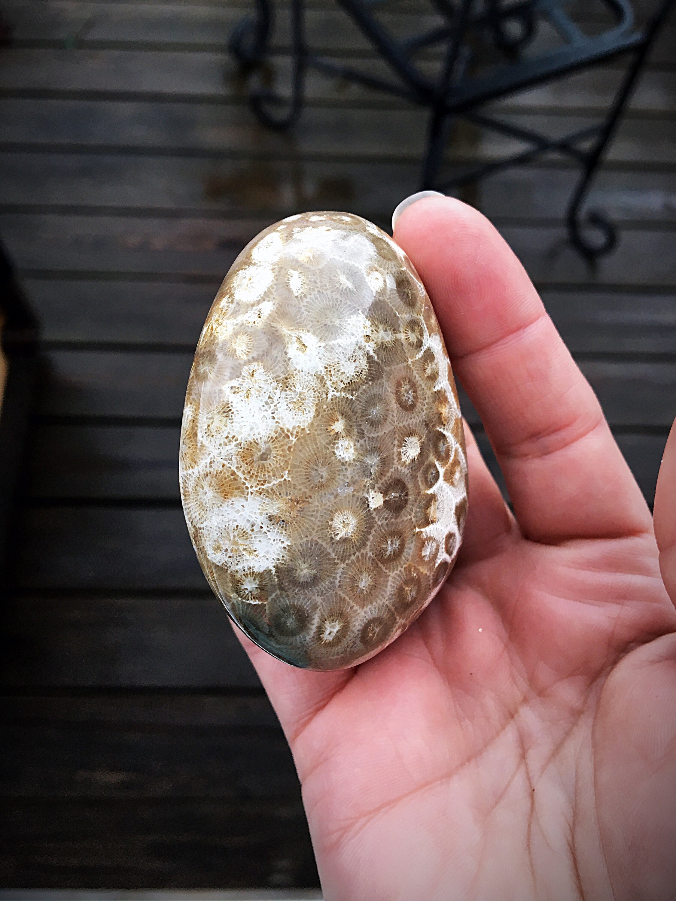 Beautifully Hand Polished Petoskey Stone!!