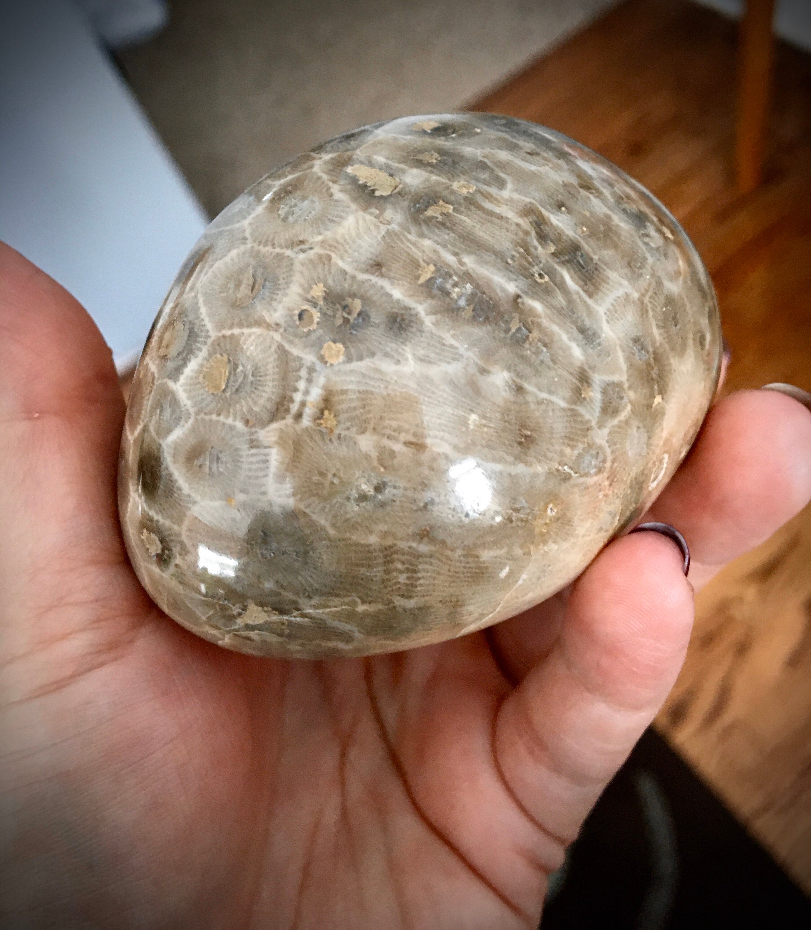 Beautifully Hand Polished Petoskey Stone!!