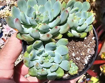 Echeveria Blue Setosa Cluster with babies 3" pot