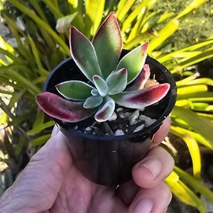 Könnte beinhalten: Eine kleine Sukkulentenpflanze in einem schwarzen Topf. Die Pflanze hat grüne Blätter mit roten Rändern und eine pelzige Textur. Die Pflanze wird in einer Hand gehalten, mit einem verschwommenen Hintergrund aus grünem Laub.