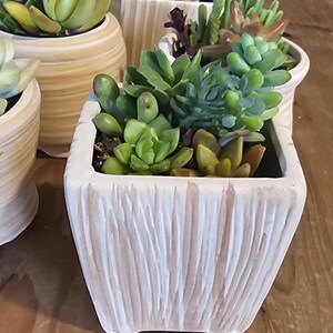 May include: A collection of succulent plants in shades of green, yellow, and red, planted in textured white and tan ceramic pots. The pots are arranged on a wooden surface, displaying the diverse plant types.
