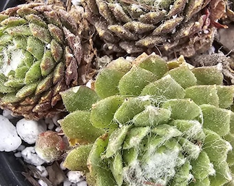 Sempervivum Arachnoideum Cobweb Hens & Chicks doniczka 3-calowa