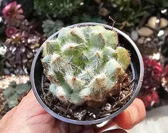 Maceta Echeveria Fuzzy Blue Setosa de 2"