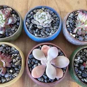 Rare Imported Echeveria Rosettes 2" Decorative Pots