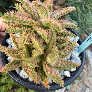 May include: A succulent plant with spiky, textured leaves in shades of green and pink, potted in a black container filled with white gravel. A light blue plant marker with the text Aloe TCT is inserted into the white gravel.
