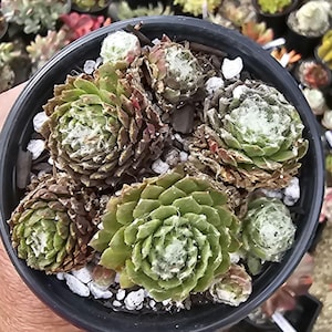 以下が含まれることがあります： 鉢植えの多肉植物のクローズアップ。植物は、ふわふわした白い中心部を持つ、緑と茶色の葉の複数のロゼットが特徴です。鉢は黒色で、土は小さな白い石で覆われています。