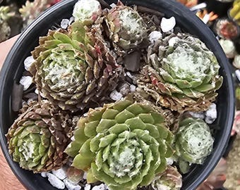 Sempervivum Arachnoideum Cobweb Hennen & Küken 3-Zoll-Topf