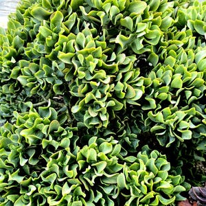 May include: A close-up of a vibrant green succulent plant with tightly packed, ruffled leaves. The plant is in a garden setting, with a wooden fence in the background. The leaves have a textured appearance.