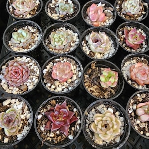 Pode incluir: Vista aérea de várias pequenas plantas suculentas em vasos. As suculentas exibem uma variedade de cores, incluindo verde, rosa e roxo. Cada vaso é preenchido com terra e pequenas pedras brancas. Os vasos estão dispostos em uma bandeja preta.