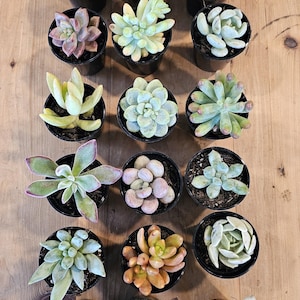 Mini-Sukkulenten-Vielfalt in 2-Zoll-Töpfen