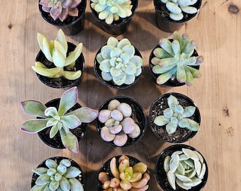 Mini variété succulente en pots de 5 cm au choix du producteur