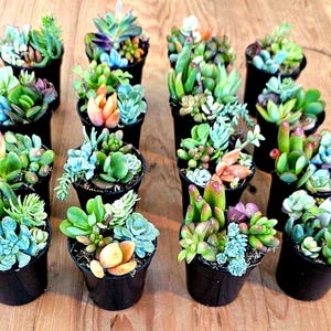 May include: A collection of small potted succulents in various colors, including green, blue-green, orange, and purple. The plants are arranged in black plastic pots on a wooden surface. The image showcases a variety of succulent types and textures.
