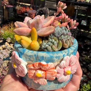 May include: A small, round, light blue ceramic planter decorated with three-dimensional pink and orange flowers with yellow centers. The planter is filled with a variety of succulents, including pale pink, bright yellow, and green varieties.