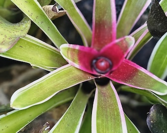 Neoregalia Carolinae "Blushing Bromeliad" Tricolor Offset