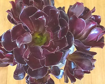 Aeonium híbrido "Pétalos de Ciruela" de color rojo oscuro. Suculenta rara, esqueje, racimos o planta en maceta de 12,7 cm (5 pulgadas).