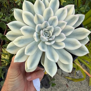 May include: A variegated succulent plant featuring thick, fleshy, pointed leaves arranged in a symmetrical rosette pattern. The leaves display a blend of creamy white and pale sage green coloration with subtle pinkish tips on the outer edges.