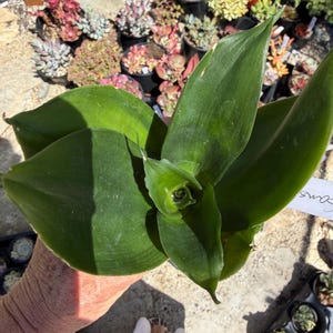 Sanseveria Hanii ‘Black Jade’ in 2-inch Pot
