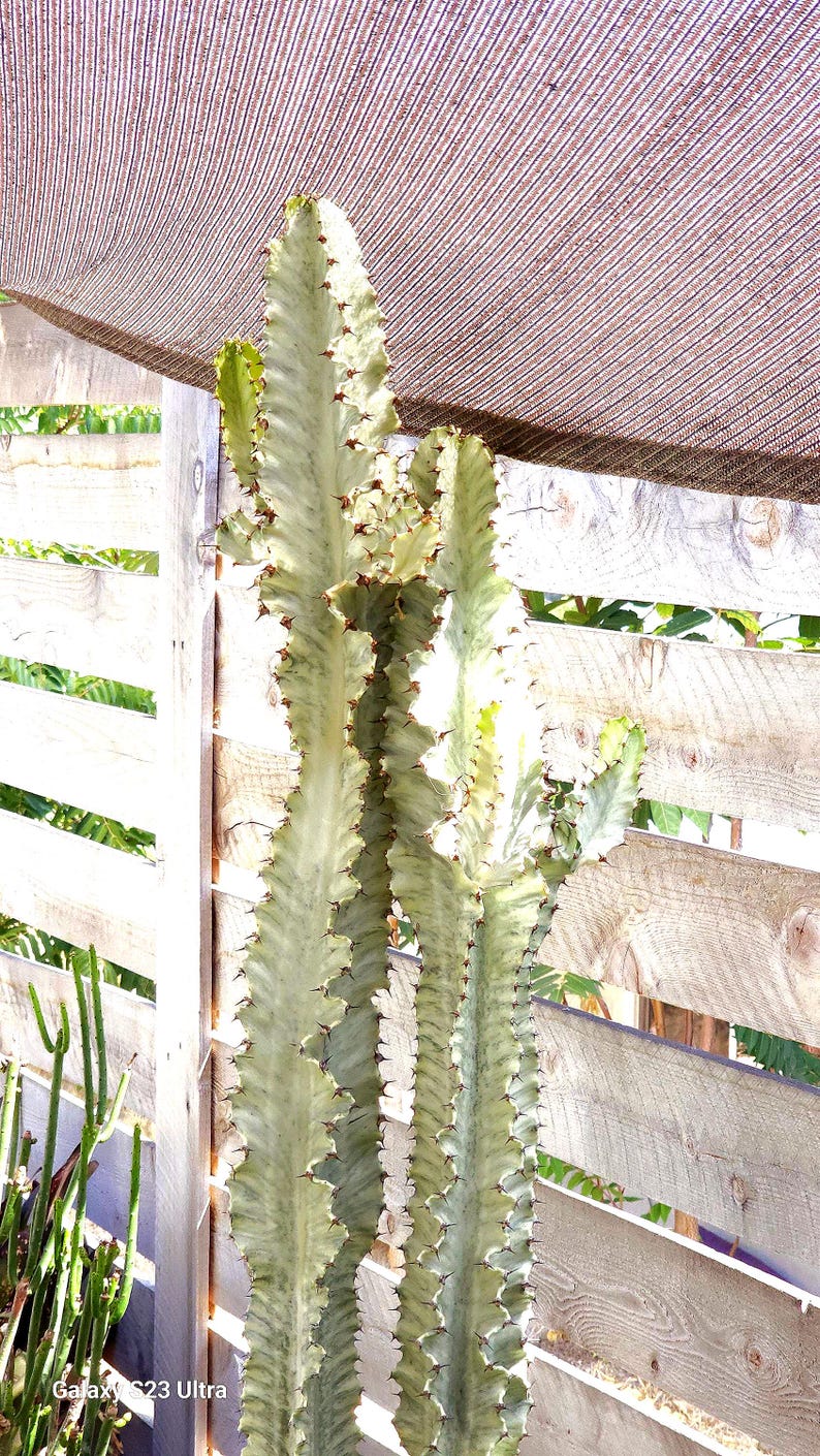 Euphorbia Lactea 