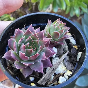 May include: Close-up of two succulent plants in a black pot. The plants have green and purple leaves. The pot is filled with soil, small rocks, and wood chips. The background is blurred green foliage.