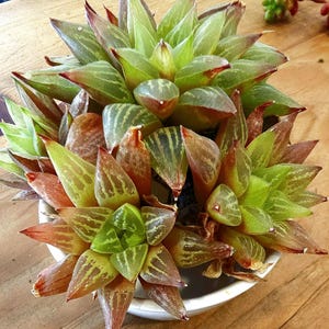 Haworthia &quot;Cathedral Window&quot; Clumping Succulent Choose Single Potted Rosette or Clump