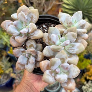May include: A succulent plant with thick, fleshy, pale green and light brown leaves arranged in rosettes, planted in a black plastic pot filled with dark soil. The plant features multiple clusters of rounded, smooth-textured leaves.