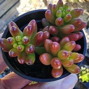 Sedum Rubrotictum Suculenta 'Jelly Bean Plant' Maceta de 2"