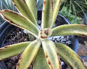Kalanchoe Tomentosa "Chocolate Soldier" 3.5 inch potted plant