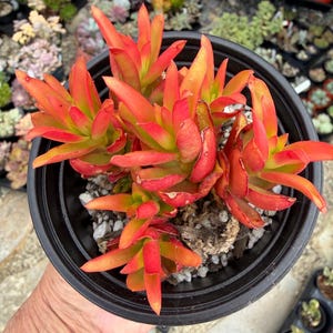 May include: A succulent plant with vibrant orange and red pointed leaves, featuring green centers, potted in a black plastic container filled with white perlite and soil mix, viewed from directly above to show the rosette growth pattern.