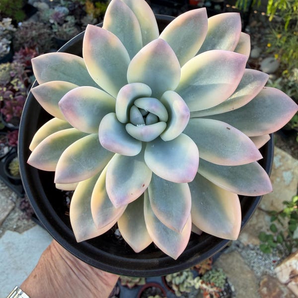 Echeveria ‘Opalina’ Variegated Rare Imported Succulent