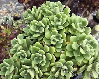 Pianta in vaso da 7,5 cm (3 pollici) di Aeonium Lindlyei Suncup 'Irish Bouquet'