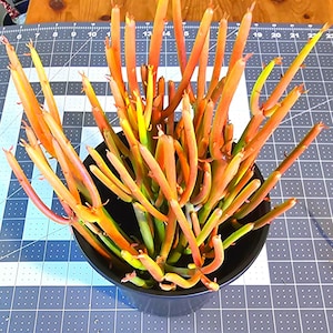 May include: A white ceramic mug with a black handle and the text "But First, Coffee" in a bold, black font. The mug is set against a blurred background, suggesting a cozy setting.