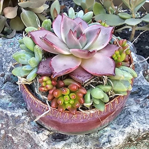 May include: A succulent arrangement in a maroon ceramic pot. The arrangement features a large, light purple succulent in the center, surrounded by smaller green and red succulents. The pot is sitting on a textured, gray rock surface.