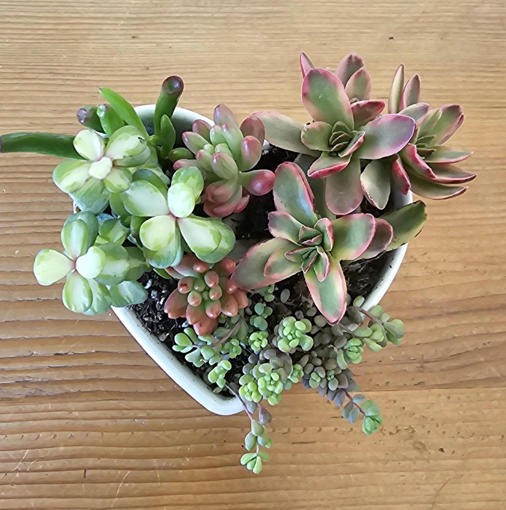 Mini Succulent Garden Arrangement 3" x 3" Heart-shaped Ceramic Pot