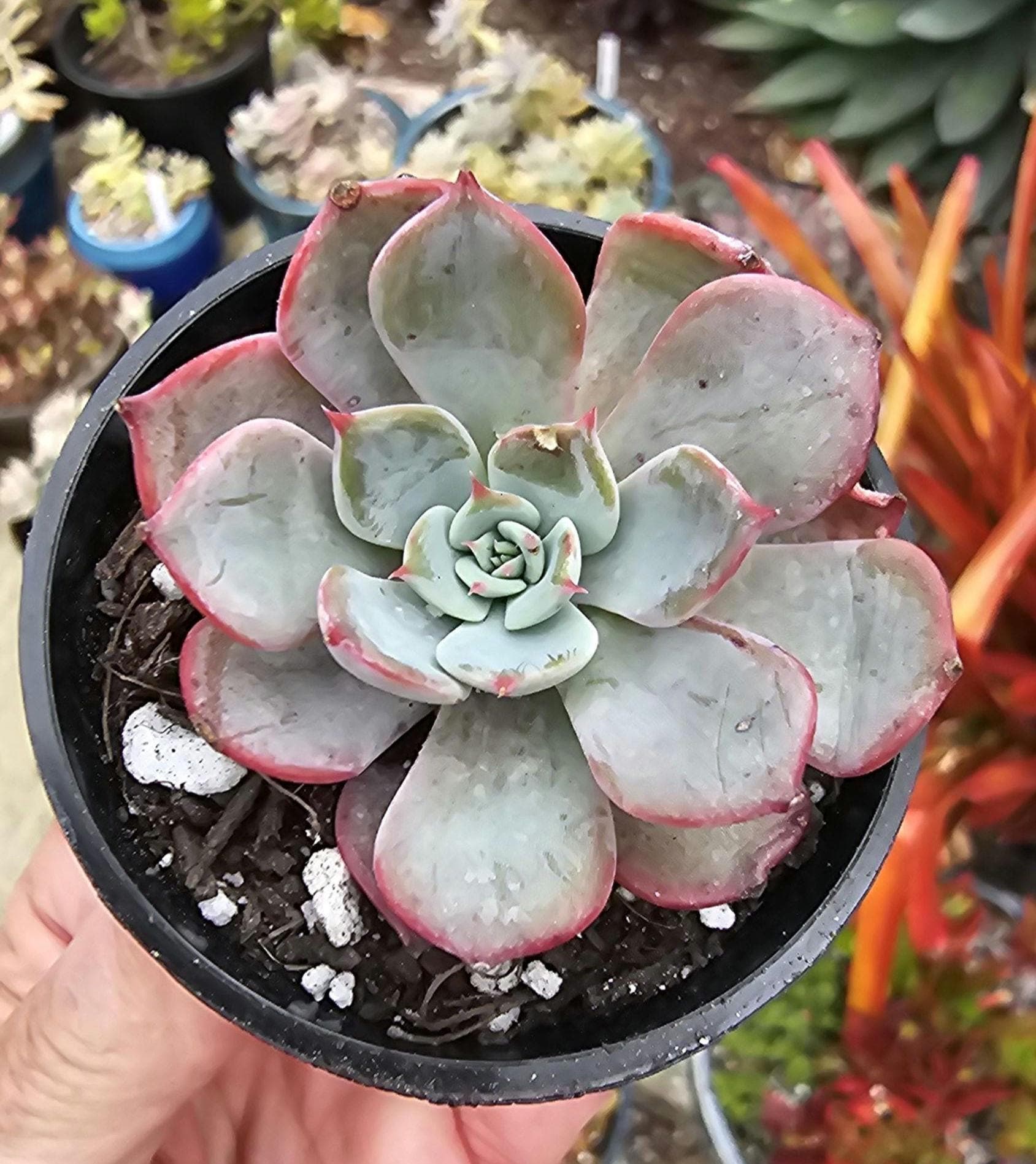 Echeveria laulensis - Etsy 日本