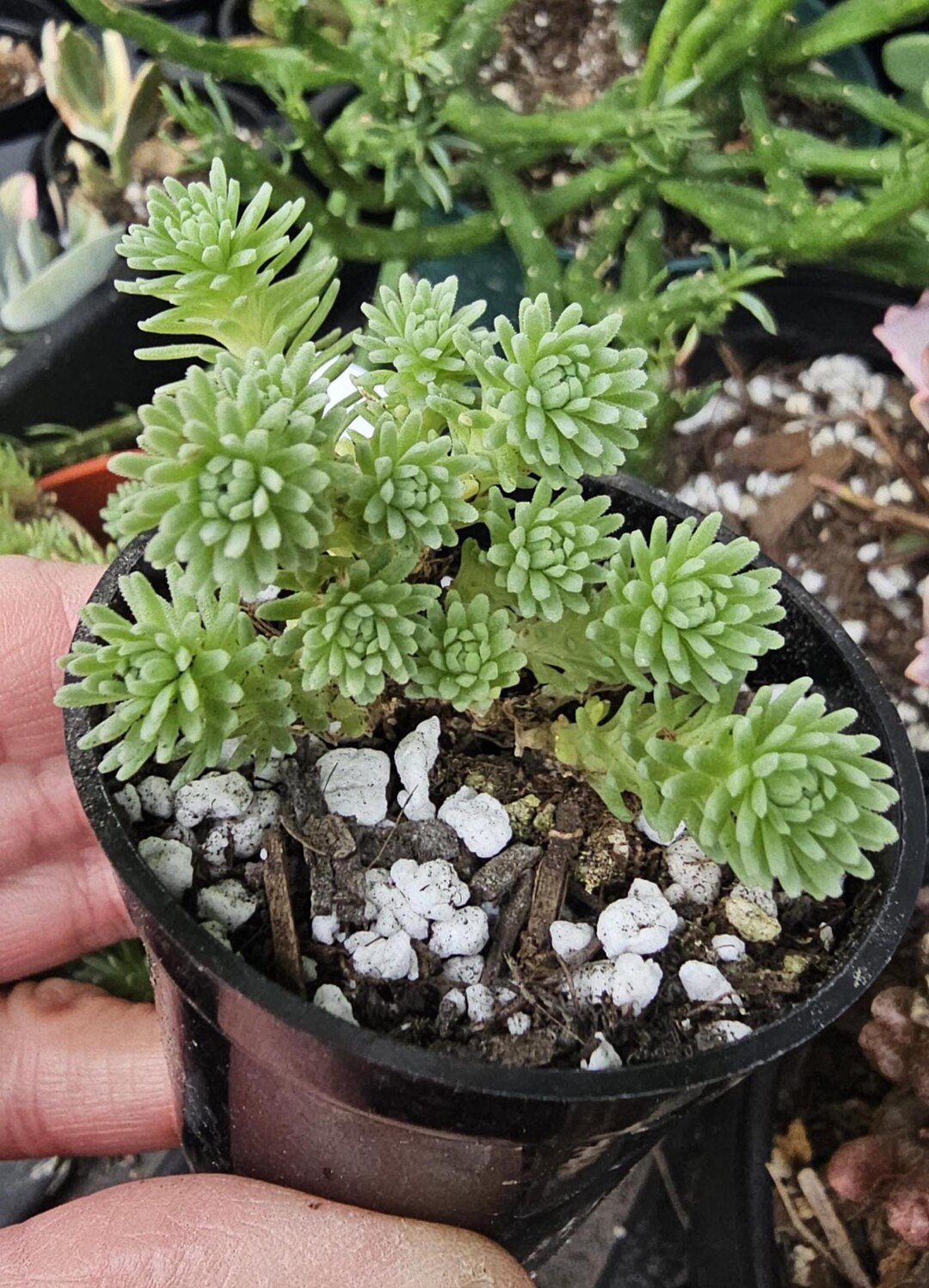 Sedum Multiceps Rare Succulent 'miniature Joshua Tree' 2