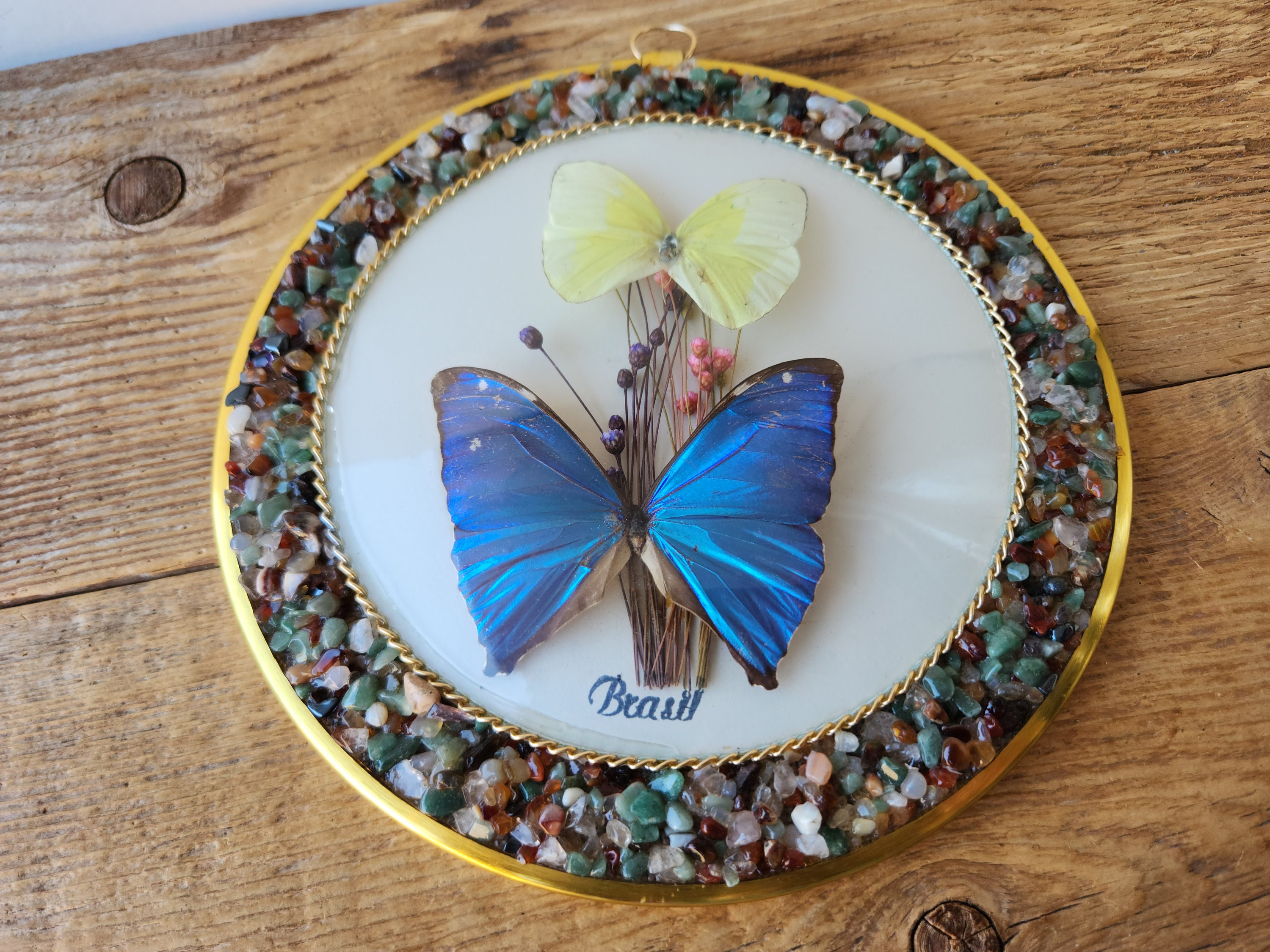 ヴィンテージ ブラジル ブルー バタフライ 剥製 ウォールアート 円形