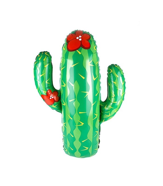 kaktus würfel Opuntia pailana
