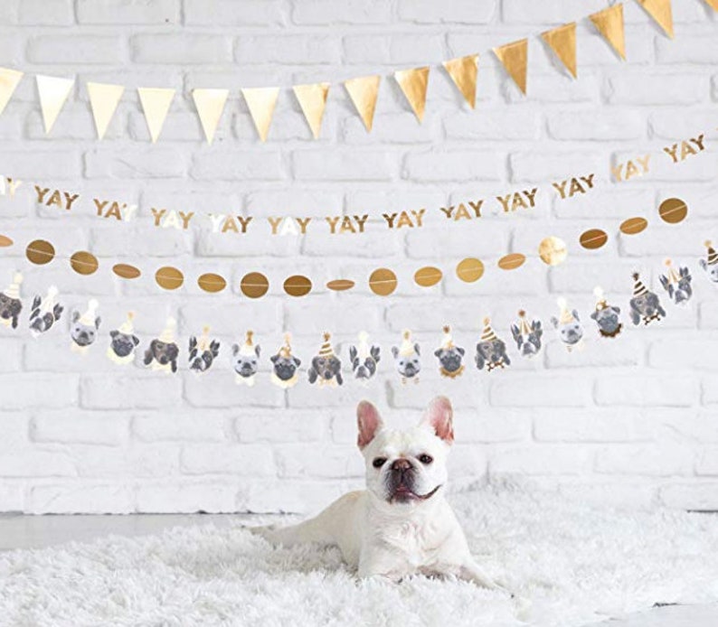 May include: A white dog with brown spots sits in front of a white brick wall with a gold and white banner that says "yay" multiple times. The banner has small dog faces and gold circles.
