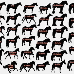 May include: A collection of black horse silhouettes, each labeled with a breed name. Breeds include Arabian, Shetland, and Shire/Clyde. The image showcases various horse gaits and poses, ideal for educational or artistic purposes.