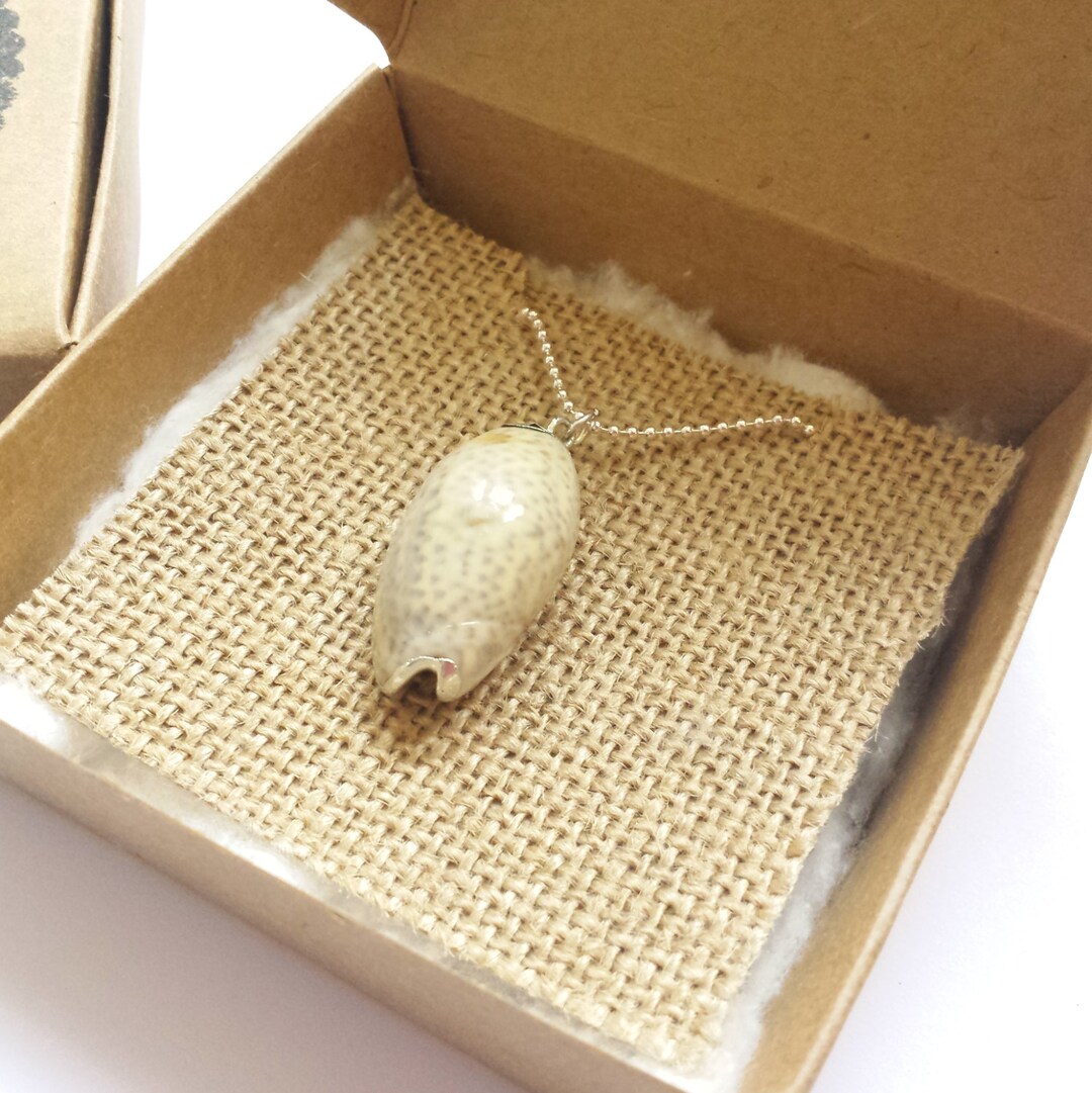 Silver Lining Shell Necklace - Necklace With Silver Plated Shell ...