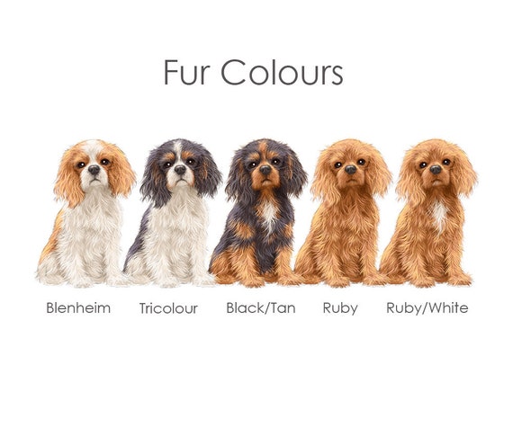 Cavalier King Charles Spaniel Colors Cavalier King Charles Spaniel Colors