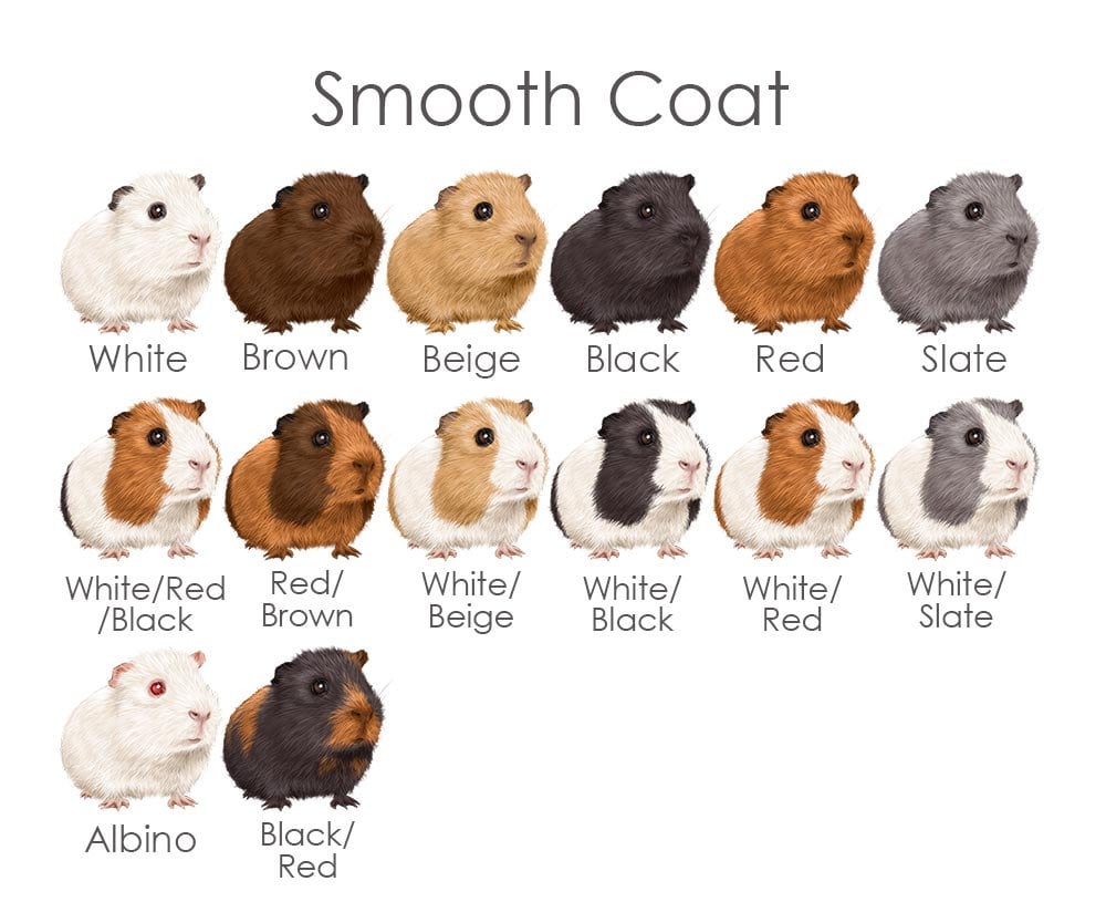 The Ultimate Guide To Guinea Pig Breeds Markings And Colors Atelier Il Fullxfull.4505517328 3kj1