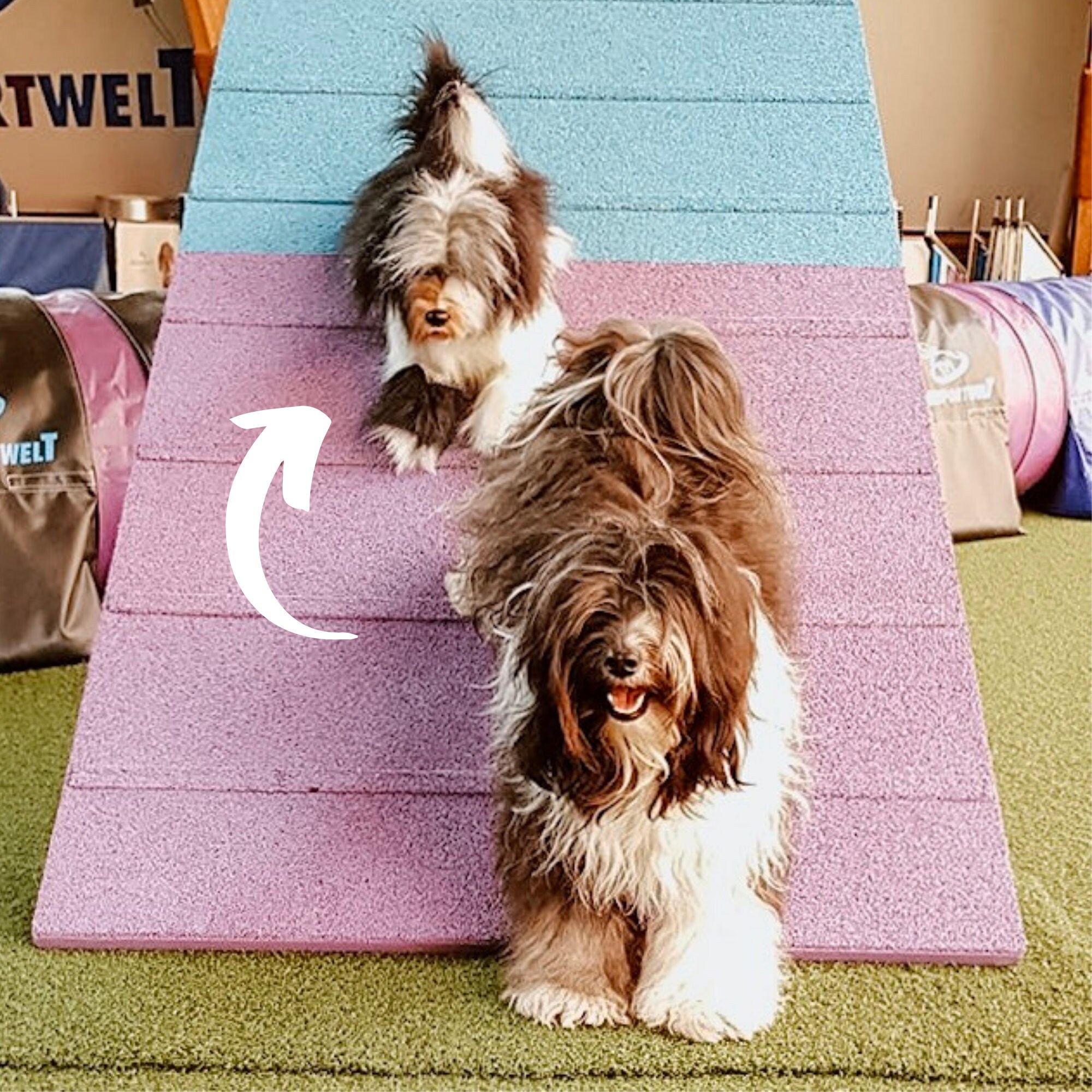 Custom Pet Stuffed Animals Photo of Pet Into Custom Stuffed Etsy