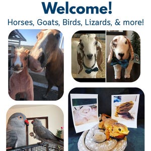 Custom Pet Stuffed Animals: Photo of pet into custom stuffed animal, plush from pet photo, custom pet stuffed animal, personalized pet plush image 5