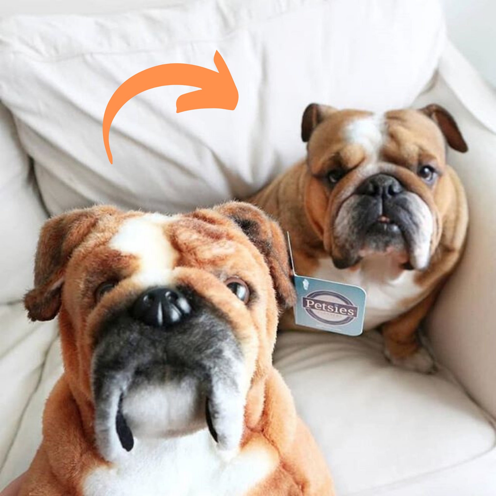 Custom Pet Stuffed Animals Photo of Pet Into Custom Stuffed Animal, Plush From Pet Photo