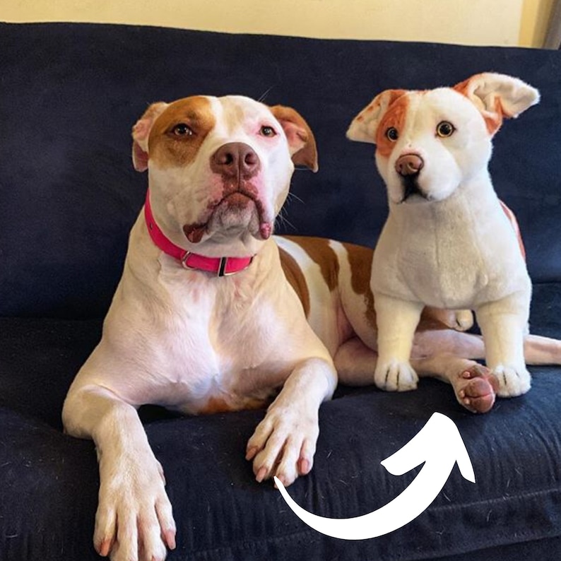 May include: Two dogs, a white and brown pit bull and a white and brown terrier, are sitting on a dark blue couch. The pit bull is wearing a pink collar.