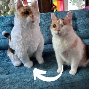 Custom Stuffed Animal of Pet | Pet plush clones- turn photo of pet into stuffed animal, plush from photo, custom pet stuffed animal image 9