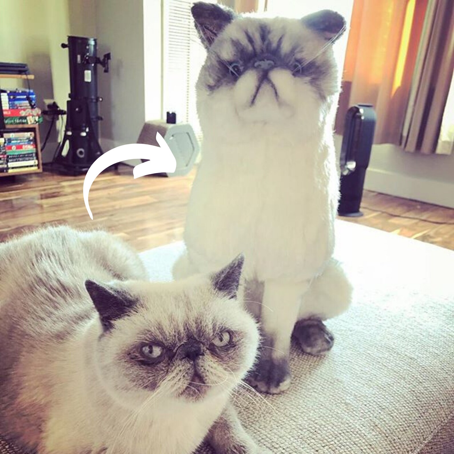 Custom Pet Stuffed Animals Photo of Pet Into Custom Stuffed Animal