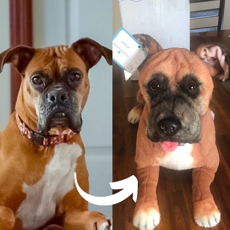 May include: A brown and white boxer dog sitting on a wooden floor. The dog is looking at the camera. The dog is wearing a pink and black collar. The dog is next to a stuffed animal version of itself.